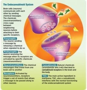 Endocannabinoid System