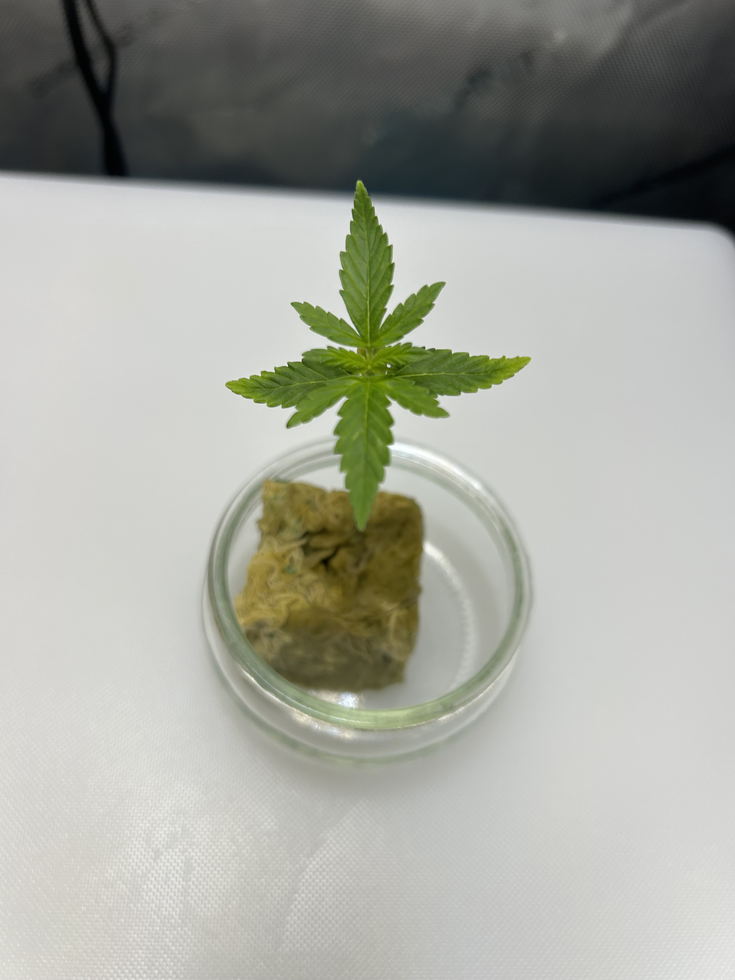 Ohio Cannabis Clone Rooted in Rockwool for Home Grow Genetics