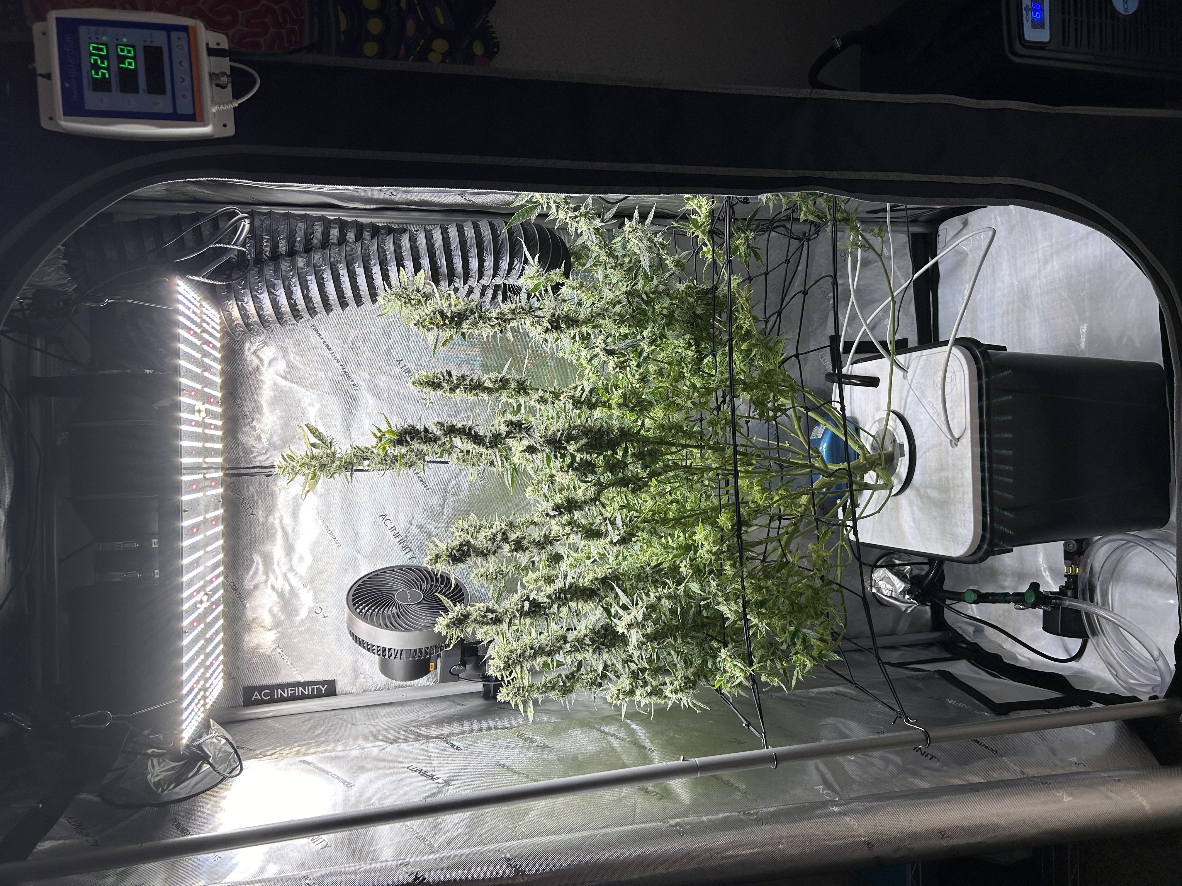 Ohio cannabis home grow in AC Infinity tent during late flower stage